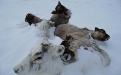 80,000 Reindeer Have Starved To Death In Siberia Because Of Melting Sea Ice