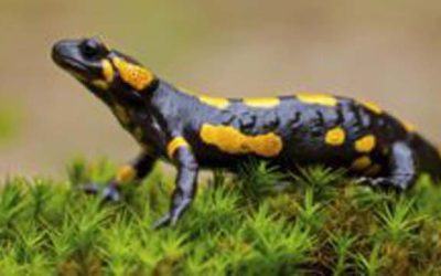 Pretty Much Every Living Thing Is Already Feeling The Effects Of Climate Change