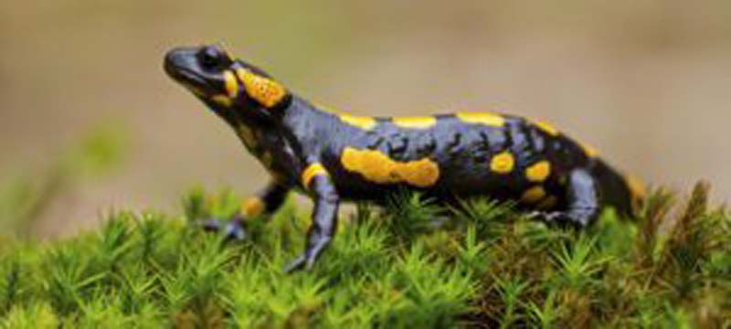 (GERMANY OUT) Feuersalamander, Salamandra salamandra, Fire Salamander, salamandra común, salamandre tachetée (Photo by Mathias Schaef/McPhoto/ullstein bild via Getty Images)