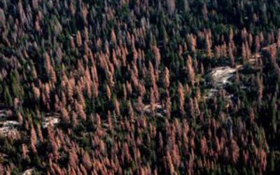 An ‘Unprecedented’ 102 Million Trees Have Died In California’s Drought-Stricken Forests